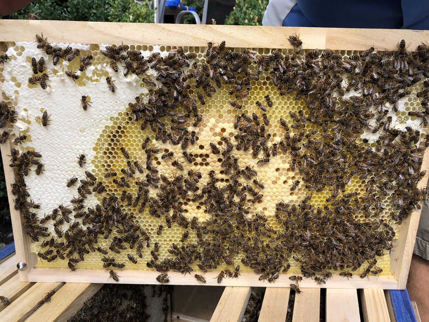 Brutwabe mit Futterkranz und Bienen