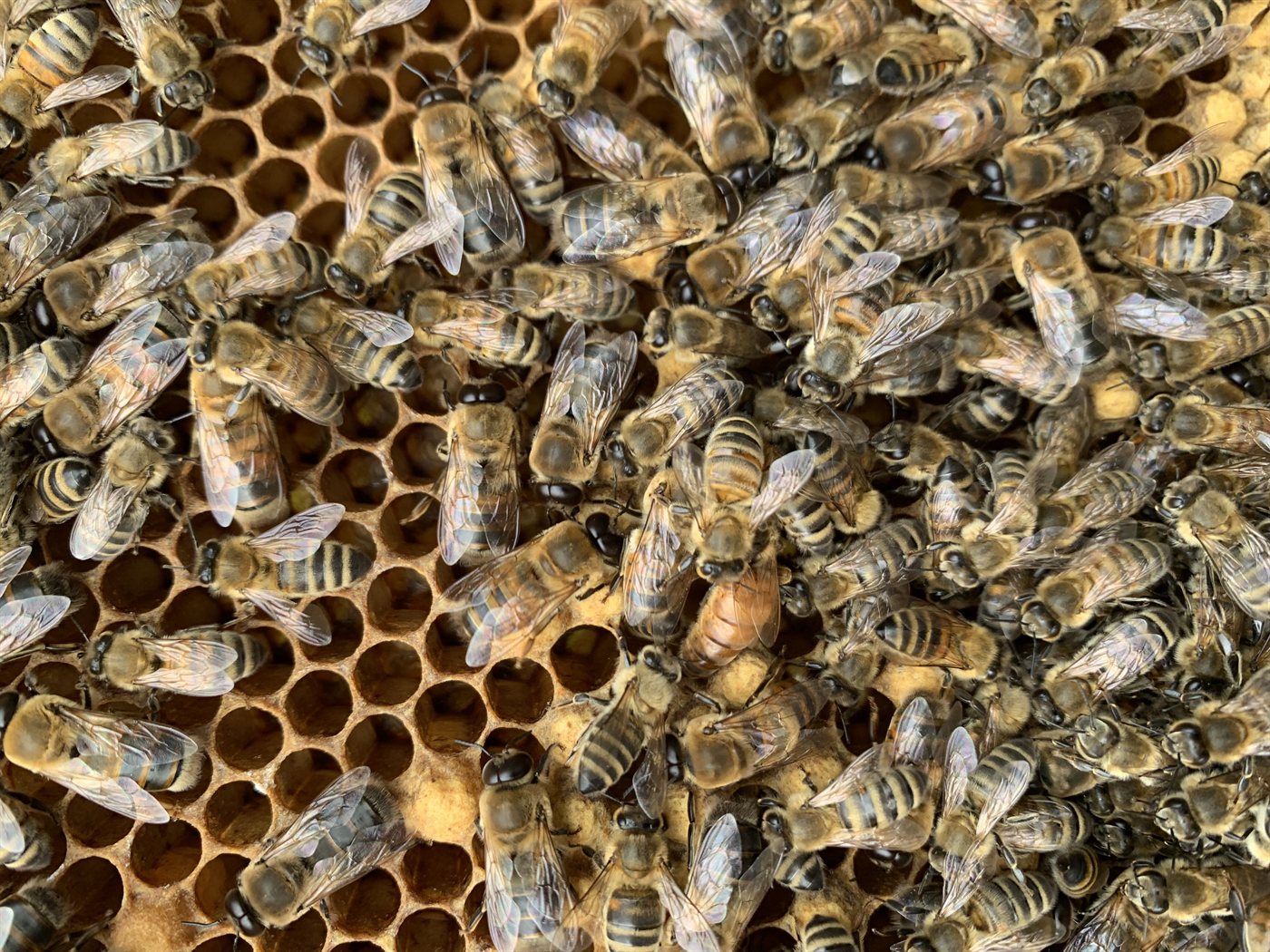 Wabe voller Bienen mit Brutnest